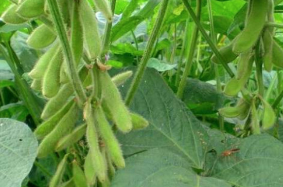 大豆生长过程的记录