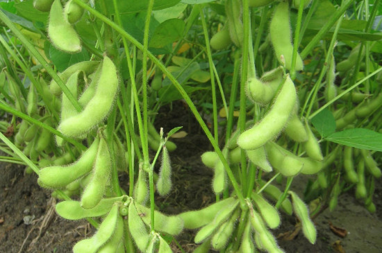 大豆生长过程的记录
