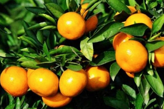 柑橘花芽分化什么时间