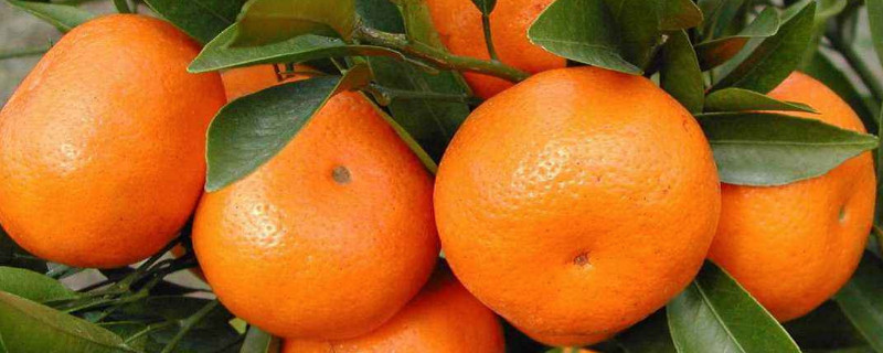 柑橘花芽分化什么时间