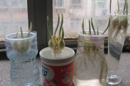 水培大蒜的生长过程日记