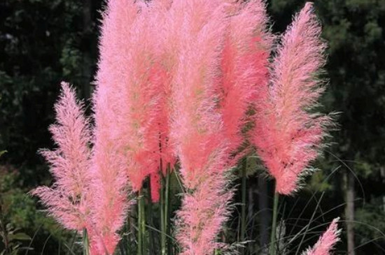 粉色像芦苇的是什么植物