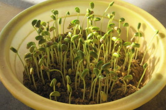 绿豆芽的生长记录七天