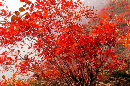 雾灵山红叶最佳观赏期