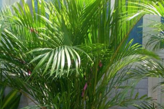 凤尾竹可以种在室外吗