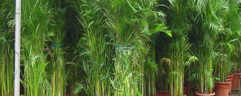 凤尾竹可以浇淘米水吗