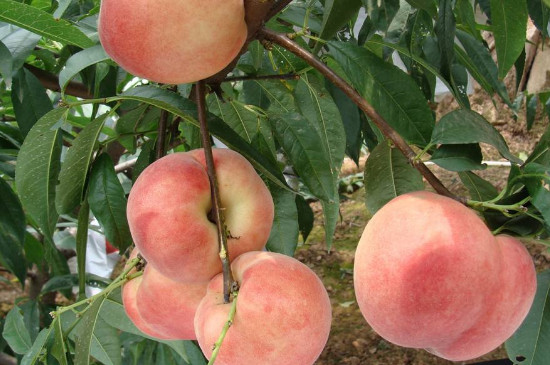 桃树的养殖方法和注意事项
