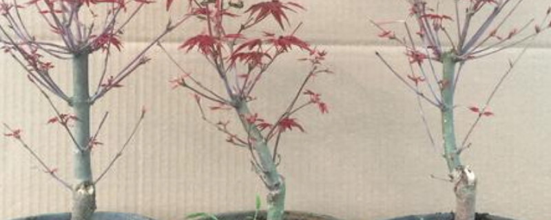 日本红枫干叶怎么办