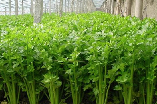 水芹菜怎么种植方法