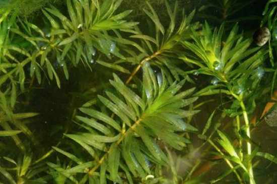 黑藻是什么植物