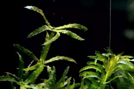 黑藻是高等植物吗