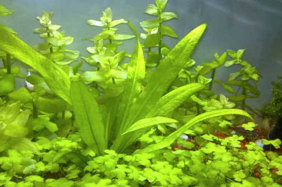 皇冠草怎么在鱼缸种植