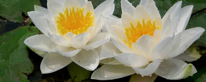 白睡莲的花语是什么