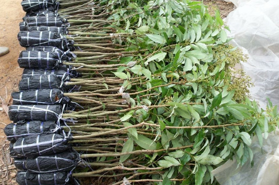 荔枝树苗种植方法