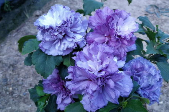 紫玉花的养殖方法