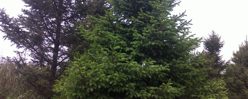 云杉是几级保护植物