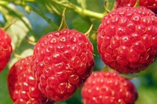 山莓和木莓区别