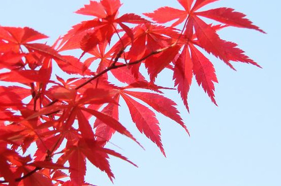 红枫是什么季节开的花
