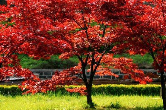 红枫是乔木还是灌木