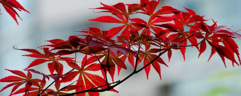 红枫叶子焦卷掉落