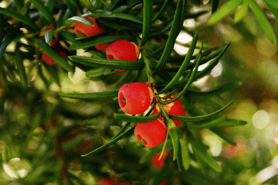红豆杉是裸子植物还是被子植物?