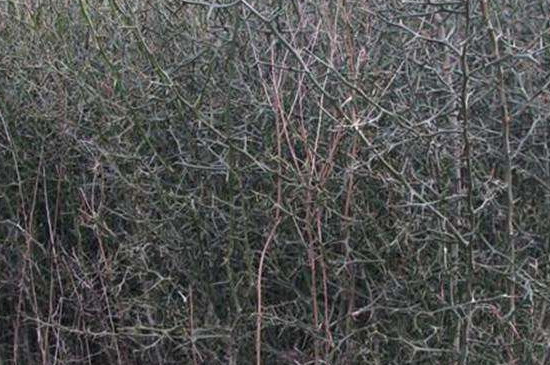 刺篱笆树品种