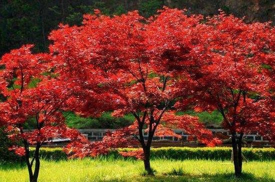 四明山红枫最佳观赏地点