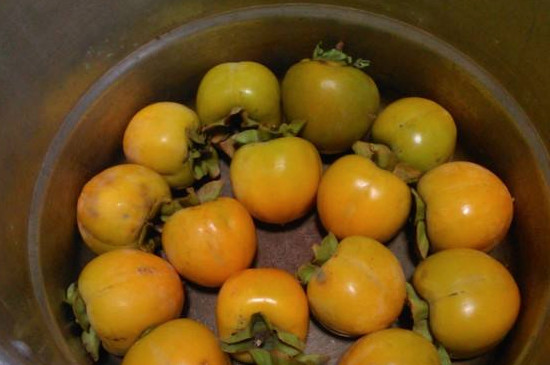 揽柿子的5种方法
