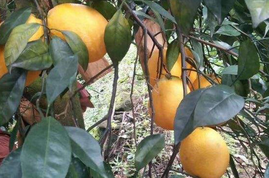 木瓜蜜丁是什么品种