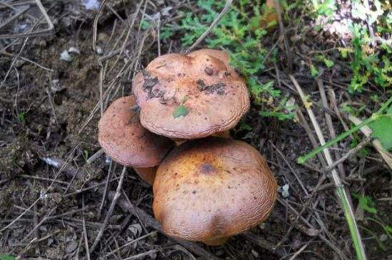 松树下的野生蘑菇种类