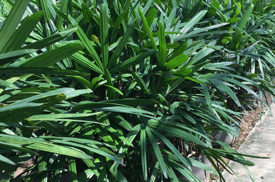 金山棕竹的养殖方法和注意事项