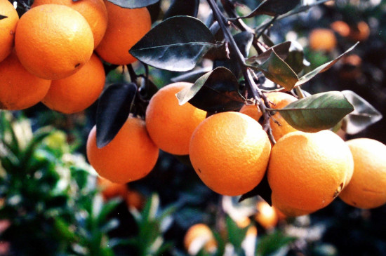 柑橘树几月份打矿物油