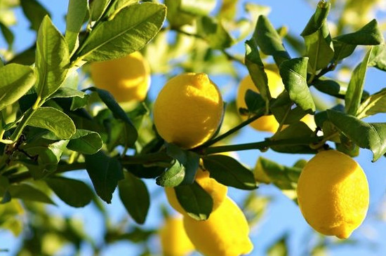 柠檬树冬天落叶吗