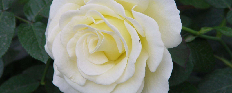 白色玫瑰代表什么