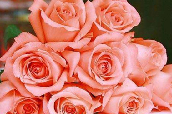 粉色玫瑰代表什么