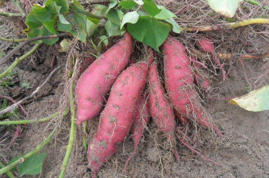 红薯老藤留种方法