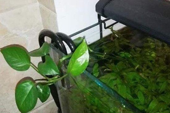 绿萝可以放鱼缸当水草养吗