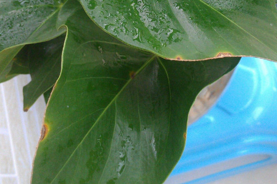 滴水观音叶子边缘发黄是什么原因