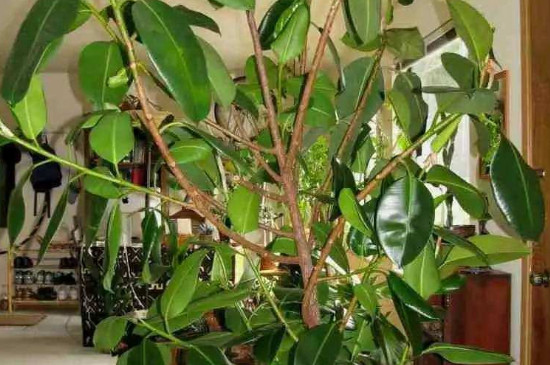 橡胶树盆栽的养殖方法和注意事项