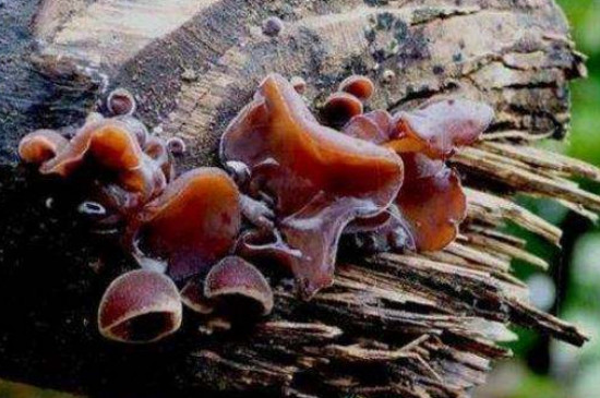 核桃树上的蘑菇是什么