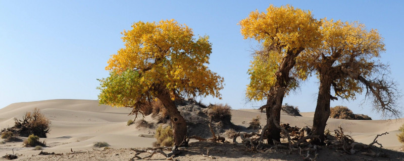 哪种树在沙漠中被称为会流泪的树