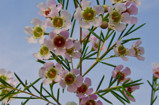 澳洲腊梅花怎么水养花期长