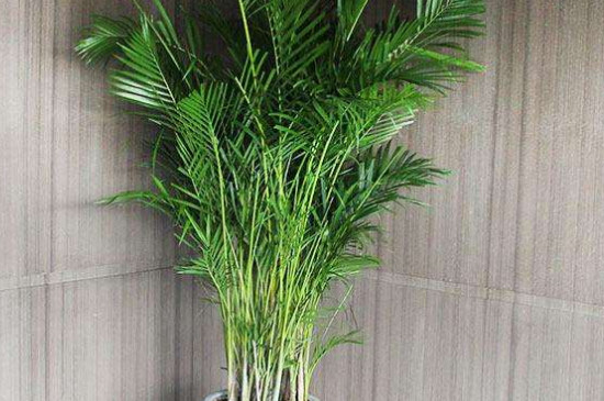 盆竹的种类
