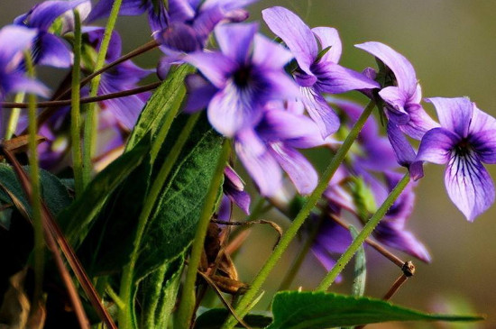 紫地丁草的功效与作用及食用方法