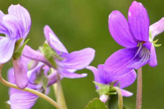 紫地丁草的功效与作用及食用方法