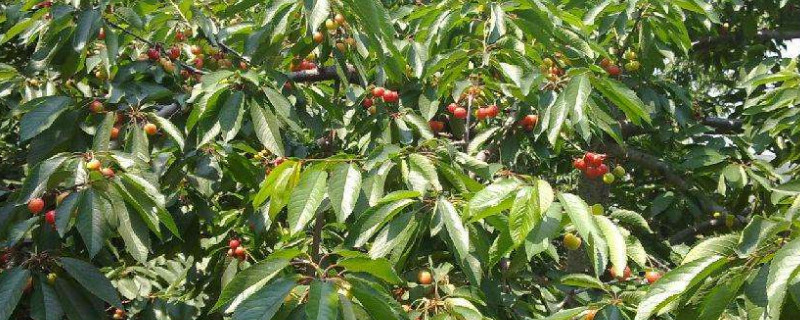 巴西樱桃种植气候条件
