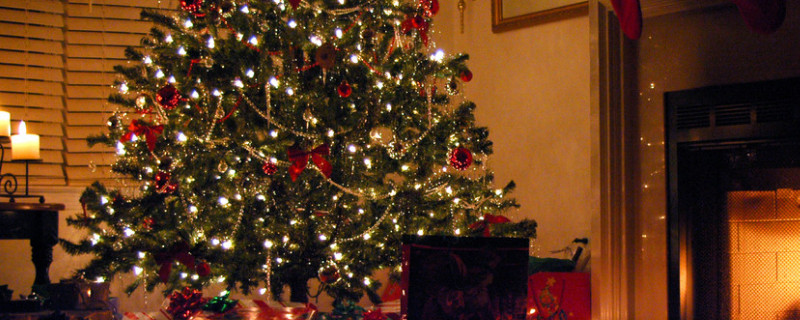 圣诞树是松树还是柏树