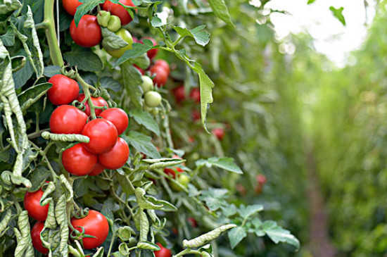 西红柿浇水的正确方法