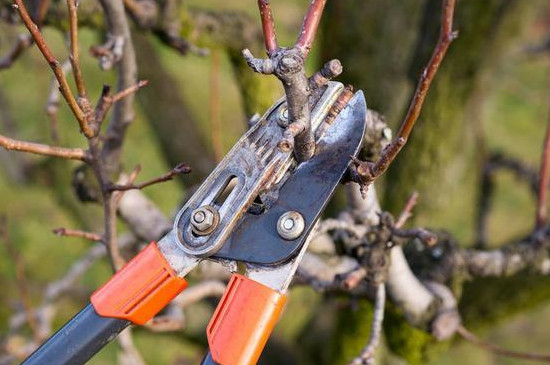 果树的修剪的三个基本方法是怎么