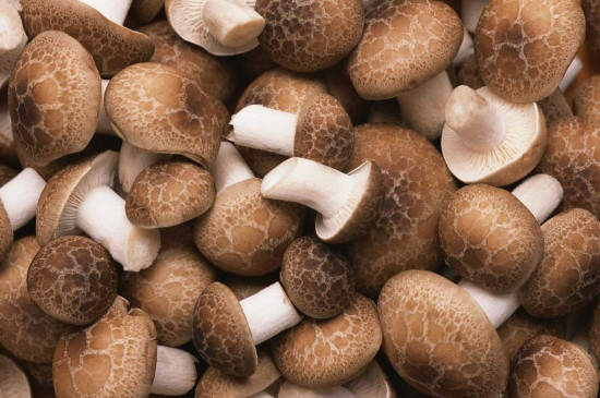 哪几种菇类是寒性的